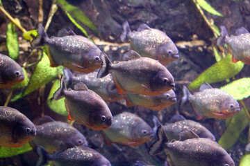 pirana dozen of fishes №53948
