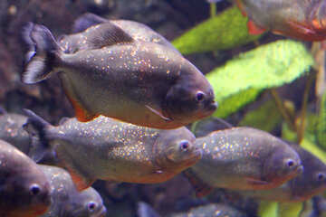piranya fishes №53945