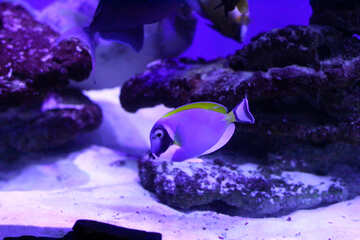 purple fish №53894