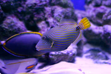 Purple fish ocean beautiful sea purple striped fish №53922