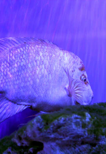 水の下で紫色の魚 №53829