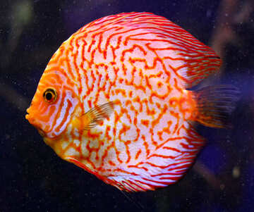Roter Fisch im Ozean №53952