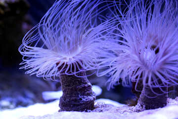 Anemone oceanico di creatura marina №53841