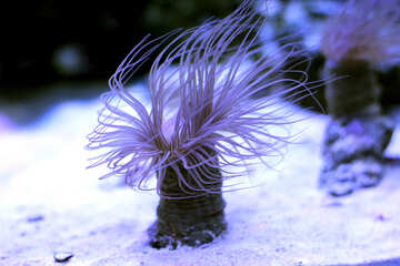 Criatura do mar picada coral №53844