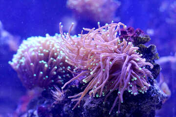 Sea life ​​anemone marine №53761