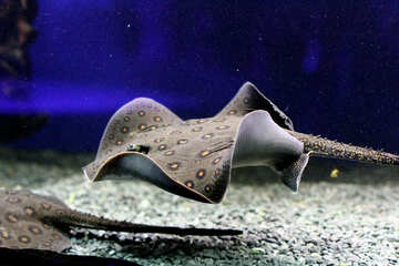 Stingray sea fish manta №53972