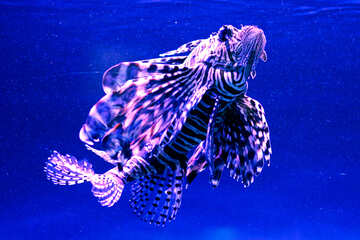 A striped exotic fish lionfish sea animal №53902