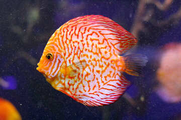 stripy orange  fish №53953