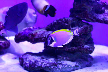 fish swimming water around coral №53893
