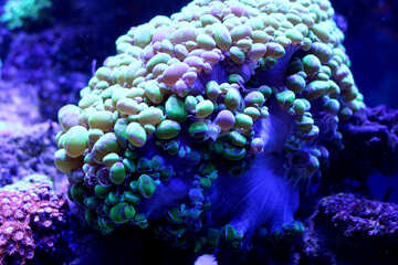 Sous l`eau présentent une sorte de corail №53798