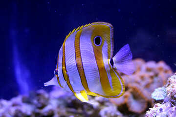 yellow and white striped fish №53854