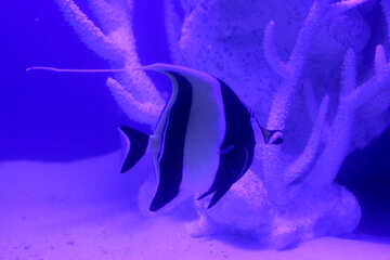Un pesce, lo sfondo è blu, il pesce ha delle strisce №53913