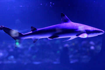 Blue  shark №53834