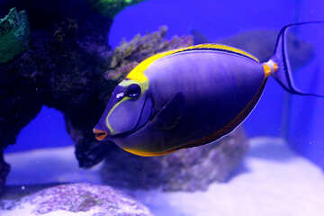 Blue yellow fish №53910