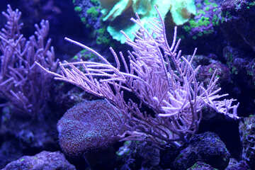 Кораловий фіолетовий №53908
