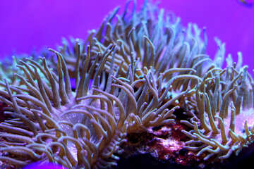 Coral violett corals Sea fish plant creature under water purple flowers background №53815