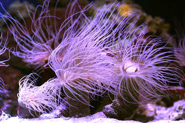 Criatura do mar anêmona do oceano №53867