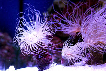 Sea creatures anemone ocean №53862