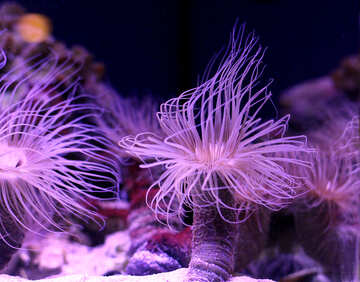 Sea plant violet anemone №53870
