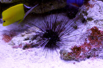 Sea urchin №53873