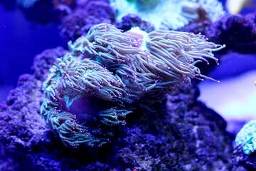 Algún tipo de arrecife de coral vegetal en el mar №53793