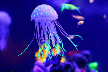 Purple jellyfish №53783