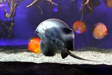 Fish  manta ray №53957