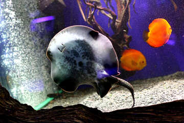 Marine Life fish №53960