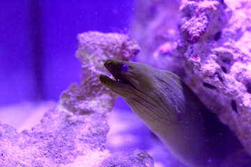 An animal with coral moraine fish purple №53758