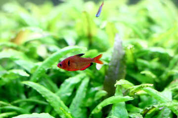 aquarium pretty little  fish grass №53949