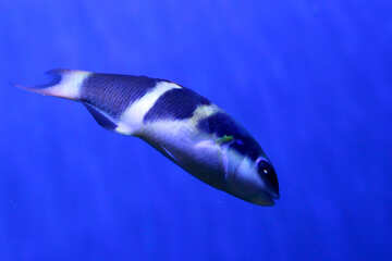 Pesce in uno sfondo blu №53917