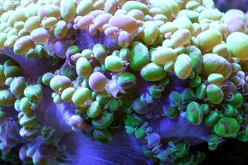 Arrecife de coral mar colorido №53799