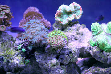 Jardim subaquático de coral sob o oceano №53826