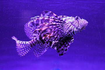 Lion Fish swimming №53901