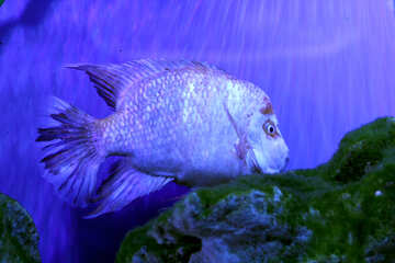 ocean blue swimming Poisson Fish №53828