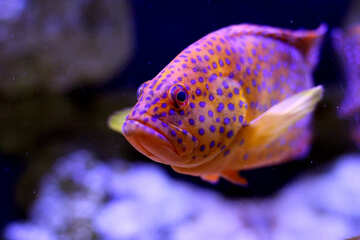 Um peixe laranja com manchas azuis nadando em cores №53860