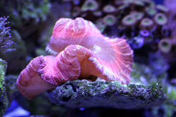 Uma coisa rosa no coral criatura do mar peixe №53820