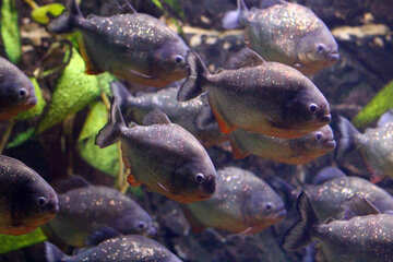 Fish piranha №53947