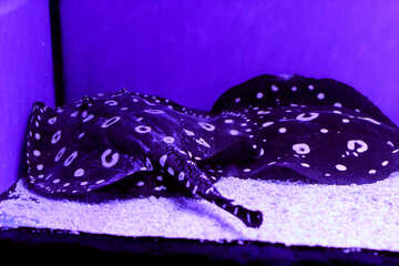 purple lighting witch 2 stingrays in a tank №53871