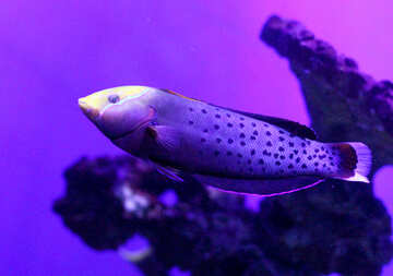 A purple fish in purple water infront of choral Spotted Fish №53895
