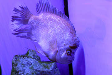 scary fish purple №53874