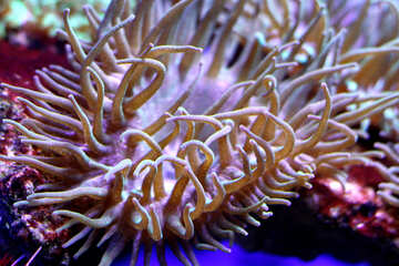 海の植物アネモネ №53812