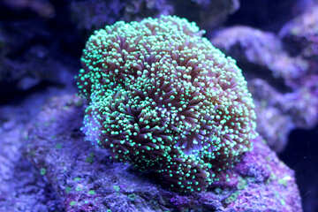 Planta marinha coral verde №53830