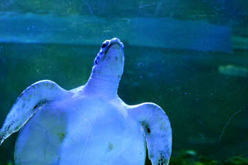 Una tortuga marina №53810
