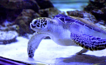 Sea Turtle swimming №53885