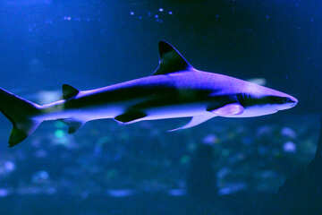 Shark №53833