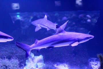 sharks under water №53835