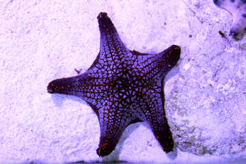 star fish starfish №53875