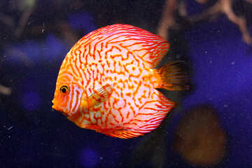 Fish orange circle №53958