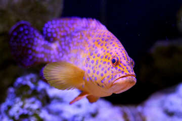 A colorful fish looking to the side №53857
